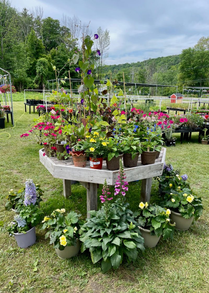 garden-center-the-barefoot-gardener